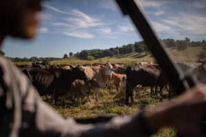 Nunnelly, TN Cows
